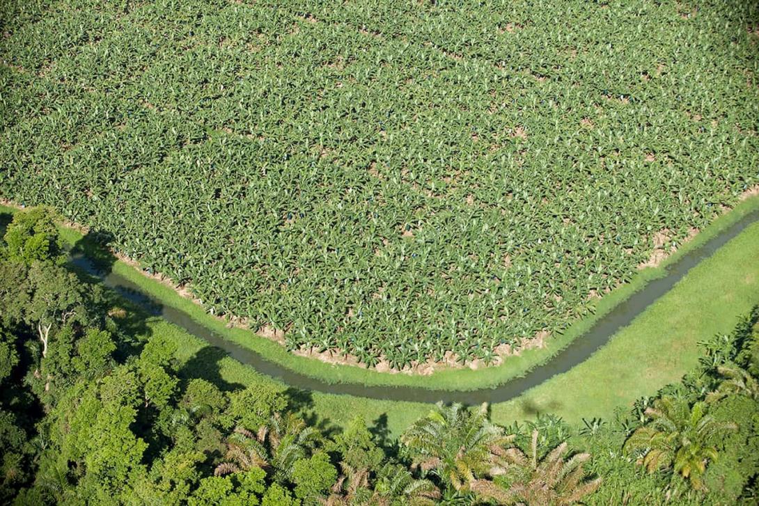 Banana farm from the sky